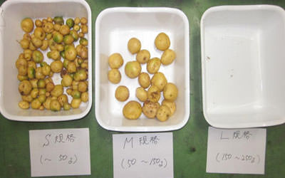 ジャガイモの栽培実施例 サイズが大きくなり個数が増えた