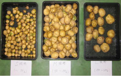 ジャガイモの栽培実施例 サイズが大きくなり個数が増えた