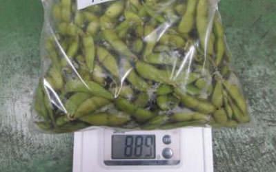 枝豆の栽培実施例 サヤの個数が多く実入りも増えた